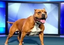 âncora da Globo